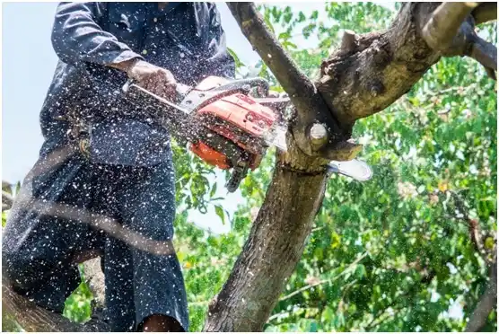 tree services Levelland